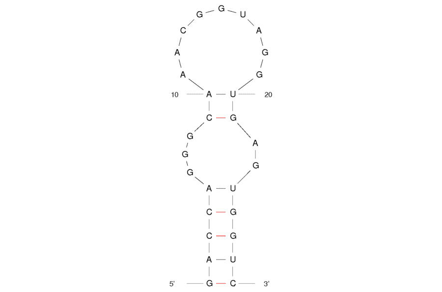 Secondary Structure - Anti-L-Arginine Aptamer [12-79] (Biotin) (A320946) - Antibodies.com