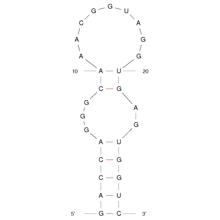 Secondary Structure - Anti-L-Arginine Aptamer [12-79] (Biotin) (A320946) - Antibodies.com