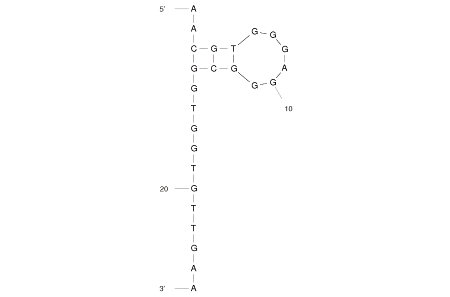 Secondary Structure - Anti-N-methylmesoporphyrin IX (NMM) + mesoporphyrin IX (MPIX) + metalloderivatives Aptamer [ST1] (Biotin) (A320947) - Antibodies.com