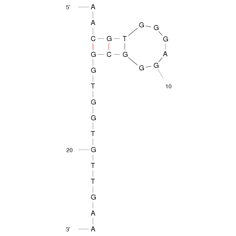 Secondary Structure - Anti-N-methylmesoporphyrin IX (NMM) + mesoporphyrin IX (MPIX) + metalloderivatives Aptamer [ST1] (Biotin) (A320947) - Antibodies.com