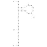 Secondary Structure - Anti-N-methylmesoporphyrin IX (NMM) + mesoporphyrin IX (MPIX) + metalloderivatives Aptamer [ST1] (Biotin) (A320947) - Antibodies.com
