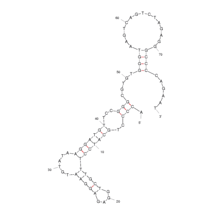 Secondary Structure - Anti-Bacillus anthracis Spores Aptamer (Biotin) (A320948) - Antibodies.com