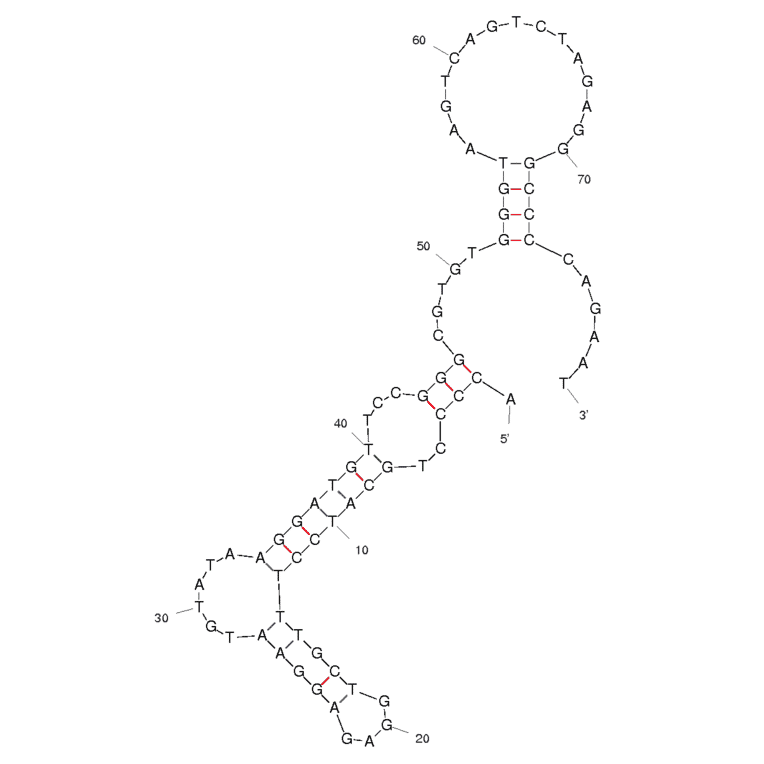 Secondary Structure - Anti-Bacillus anthracis Spores Aptamer (Biotin) (A320948) - Antibodies.com