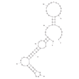 Secondary Structure - Anti-Bacillus anthracis Spores Aptamer (Biotin) (A320948) - Antibodies.com