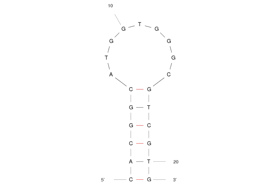 Secondary Structure - Anti-Ampicillin Aptamer [AMP4] (Biotin) (A320950) - Antibodies.com