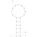 Secondary Structure - Anti-Ampicillin Aptamer [AMP4] (Biotin) (A320950) - Antibodies.com