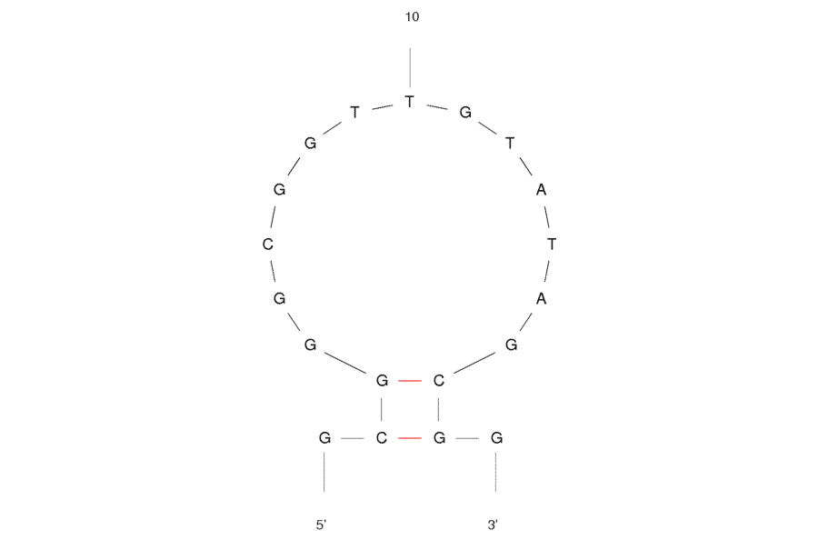 Secondary Structure - Anti-Ampicillin Aptamer [AMP17] (Biotin) (A320951) - Antibodies.com