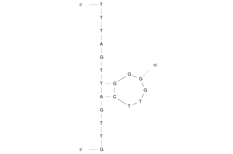 Secondary Structure - Anti-Ampicillin Aptamer [AMP18] (Biotin) (A320952) - Antibodies.com
