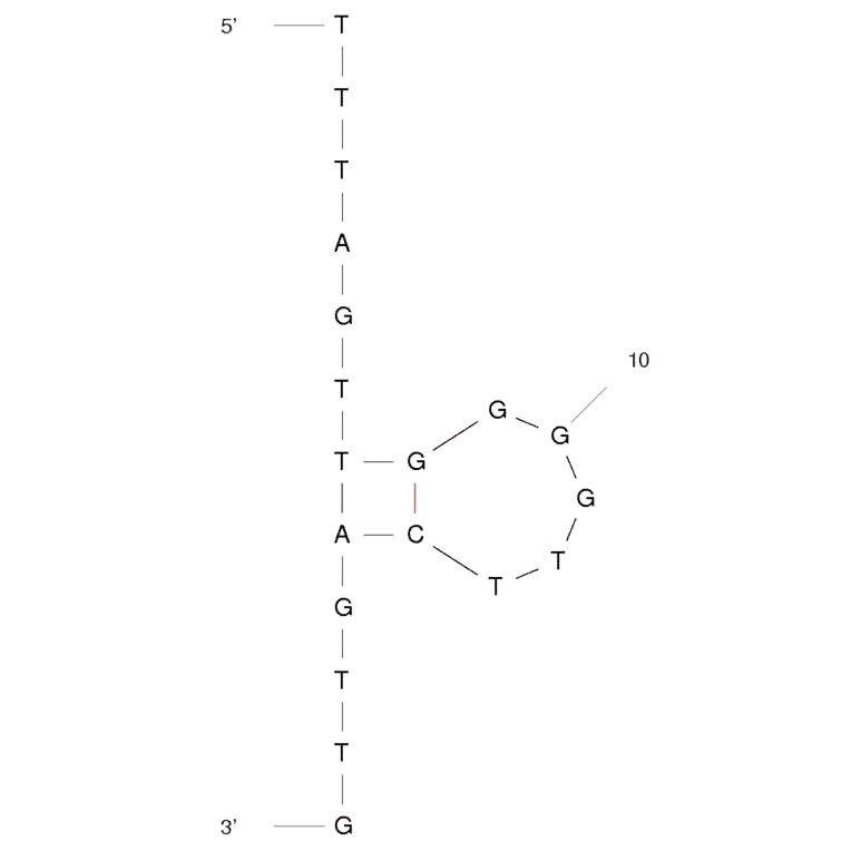 Secondary Structure - Anti-Ampicillin Aptamer [AMP18] (Biotin) (A320952) - Antibodies.com