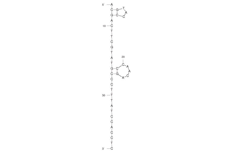 Secondary Structure - Anti-Tumour Endothelial Cells Aptamer [AraHH001] (Biotin) (A320953) - Antibodies.com