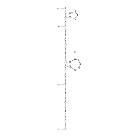 Secondary Structure - Anti-Tumour Endothelial Cells Aptamer [AraHH001] (Biotin) (A320953) - Antibodies.com