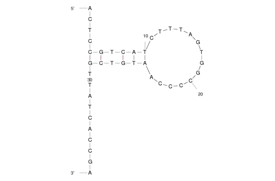 Secondary Structure - Anti-Influenza A H3 (H3N2) Hemagglutinin Aptamer [HA68] (Biotin) (A320955) - Antibodies.com