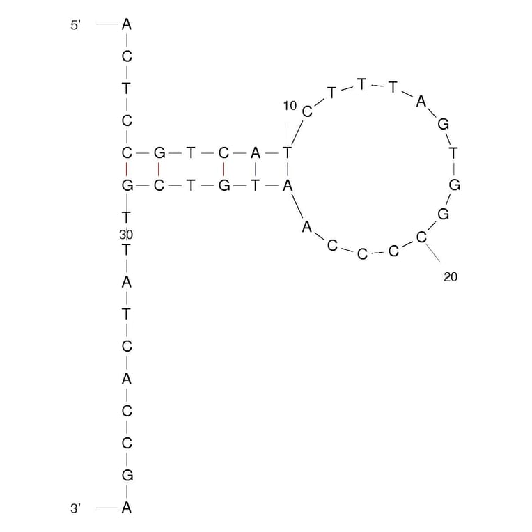 Secondary Structure - Anti-Influenza A H3 (H3N2) Hemagglutinin Aptamer [HA68] (Biotin) (A320955) - Antibodies.com