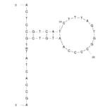 Secondary Structure - Anti-Influenza A H3 (H3N2) Hemagglutinin Aptamer [HA68] (Biotin) (A320955) - Antibodies.com