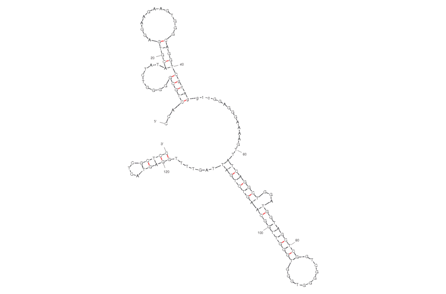 Secondary Structure - Anti-CD16 alpha + c-Met Bifuntional Aptamer [bsA17] (Biotin) (A320958) - Antibodies.com