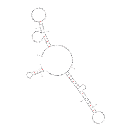 Secondary Structure - Anti-CD16 alpha + c-Met Bifuntional Aptamer [bsA17] (Biotin) (A320958) - Antibodies.com