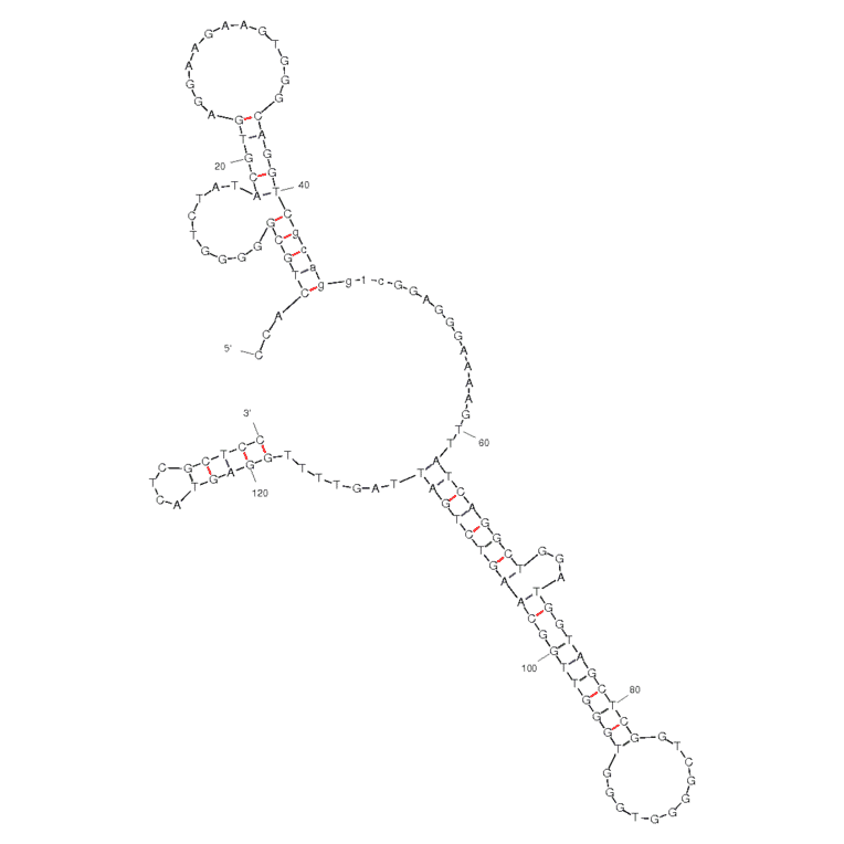 Secondary Structure - Anti-CD16 alpha + c-Met Bifuntional Aptamer [bsA17] (Biotin) (A320958) - Antibodies.com