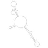Secondary Structure - Anti-CD16 alpha + c-Met Bifuntional Aptamer [bsA17] (Biotin) (A320958) - Antibodies.com