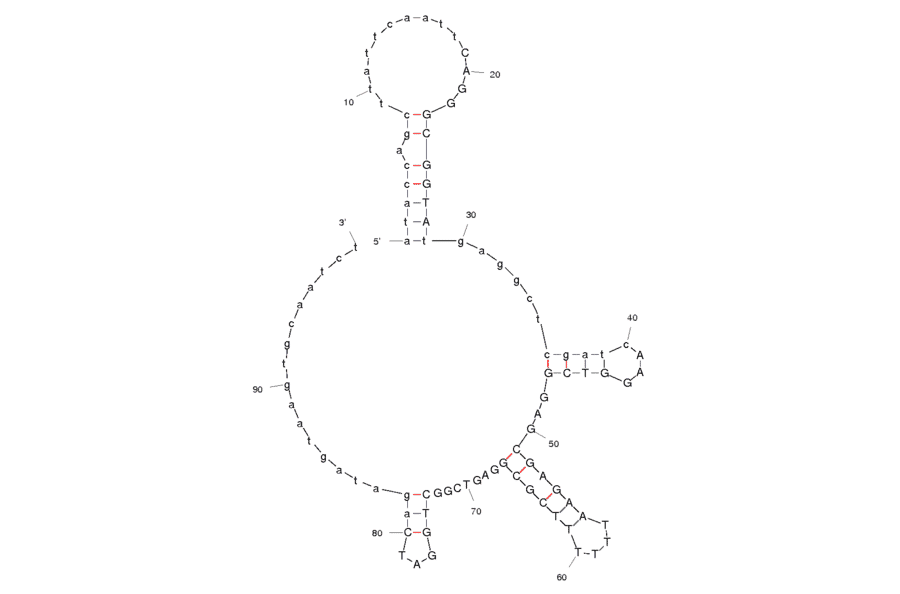 Secondary Structure - Anti-Kanamycin A Aptamer [#13_82] (Biotin) (A320959) - Antibodies.com