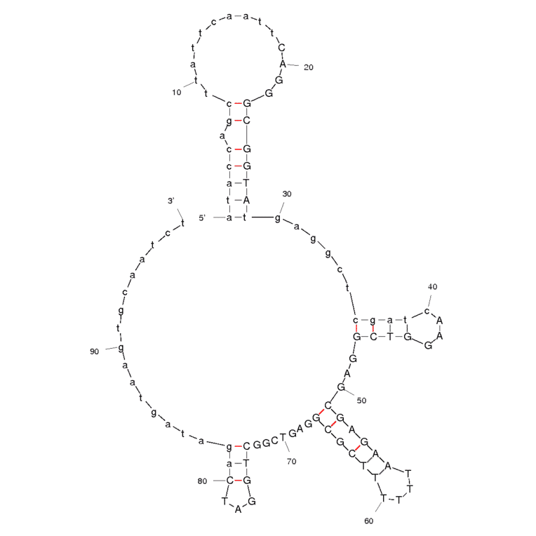 Secondary Structure - Anti-Kanamycin A Aptamer [#13_82] (Biotin) (A320959) - Antibodies.com