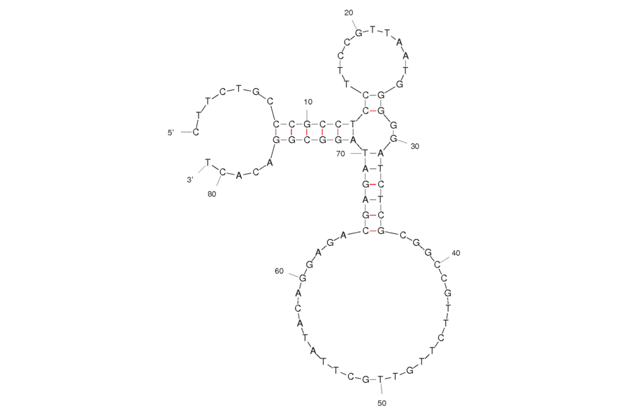 Secondary Structure - Anti-Leptin Aptamer [Lep3] (Biotin) (A320961) - Antibodies.com
