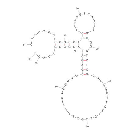 Secondary Structure - Anti-Leptin Aptamer [Lep3] (Biotin) (A320961) - Antibodies.com