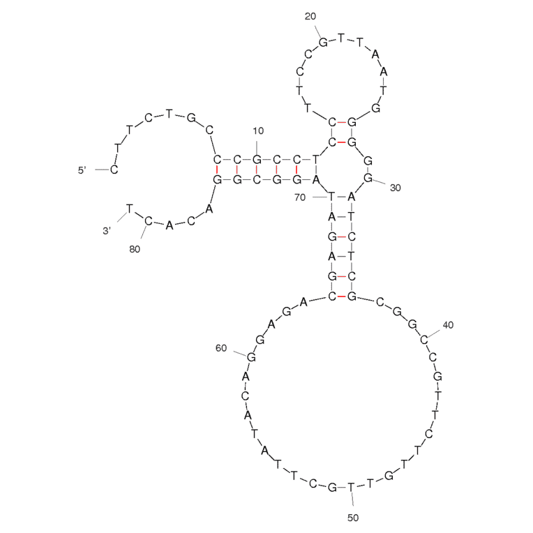 Secondary Structure - Anti-Leptin Aptamer [Lep3] (Biotin) (A320961) - Antibodies.com