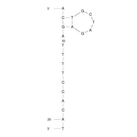 Secondary Structure - Anti-Aflatoxin M1 Aptamer (Biotin) (A320963) - Antibodies.com