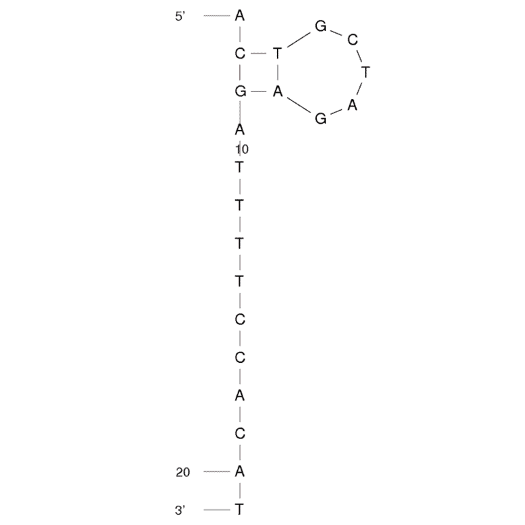 Secondary Structure - Anti-Aflatoxin M1 Aptamer (Biotin) (A320963) - Antibodies.com