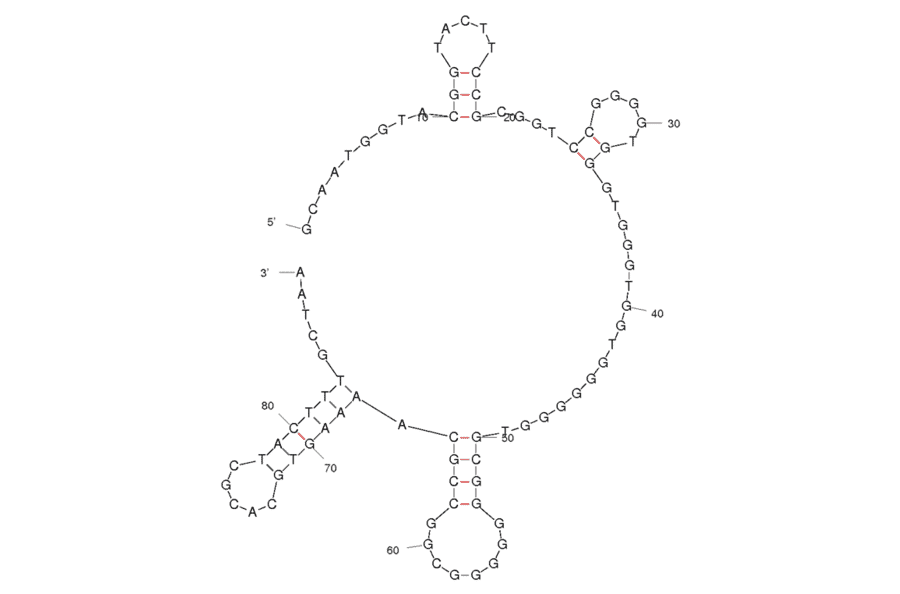 Secondary Structure - Anti-Influenza A Virus NS1 Aptamer (Biotin) (A320964) - Antibodies.com