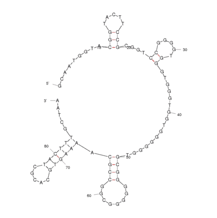 Secondary Structure - Anti-Influenza A Virus NS1 Aptamer (Biotin) (A320964) - Antibodies.com
