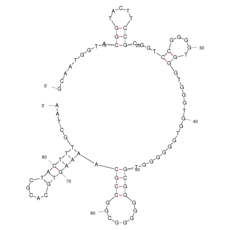 Secondary Structure - Anti-Influenza A Virus NS1 Aptamer (Biotin) (A320964) - Antibodies.com