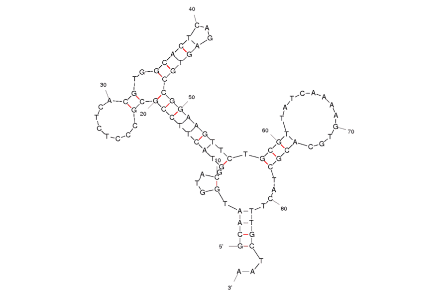 Secondary Structure - Anti-Staphylococcus aureus Aptamer [SA20] (Biotin) (A320965) - Antibodies.com
