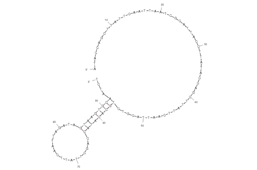 Secondary Structure - Anti-Fumonsin Toxin B1 Aptamer (Biotin) (A320966) - Antibodies.com