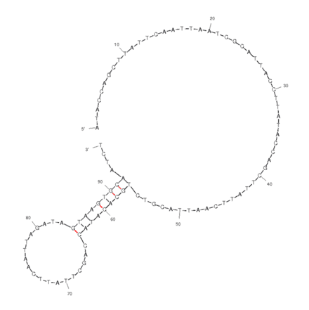 Secondary Structure - Anti-Fumonsin Toxin B1 Aptamer (Biotin) (A320966) - Antibodies.com