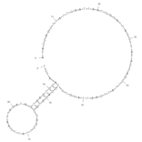 Secondary Structure - Anti-Fumonsin Toxin B1 Aptamer (Biotin) (A320966) - Antibodies.com