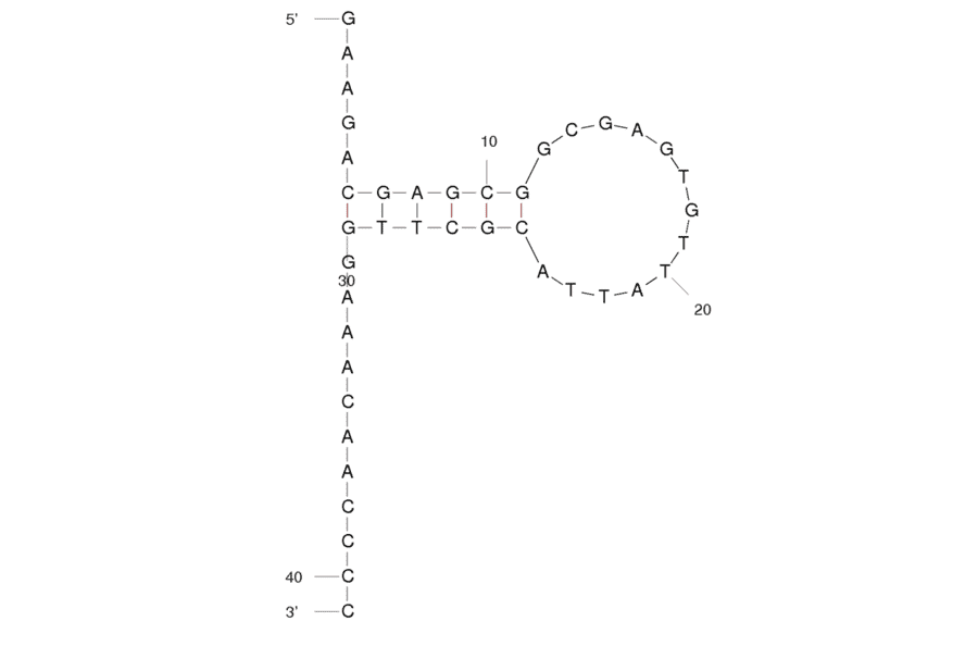 Secondary Structure - Anti-Lung Adenocarcinoma (H23) Aptamer [EJ4] (Biotin) (A320967) - Antibodies.com
