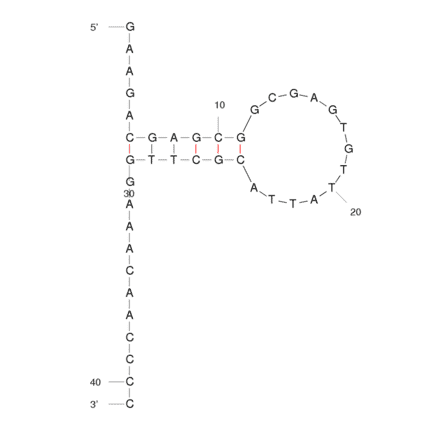 Secondary Structure - Anti-Lung Adenocarcinoma (H23) Aptamer [EJ4] (Biotin) (A320967) - Antibodies.com