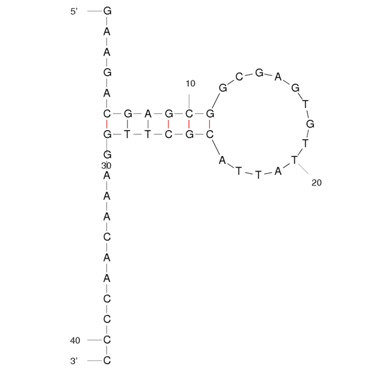 Secondary Structure - Anti-Lung Adenocarcinoma (H23) Aptamer [EJ4] (Biotin) (A320967) - Antibodies.com
