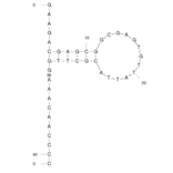 Secondary Structure - Anti-Lung Adenocarcinoma (H23) Aptamer [EJ4] (Biotin) (A320967) - Antibodies.com