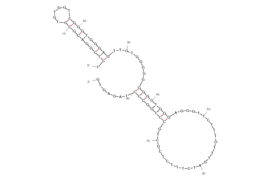 Secondary Structure - Anti-Anterior Gradient 2 Aptamer (Biotin) (A320968) - Antibodies.com