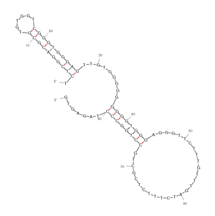 Secondary Structure - Anti-Anterior Gradient 2 Aptamer (Biotin) (A320968) - Antibodies.com
