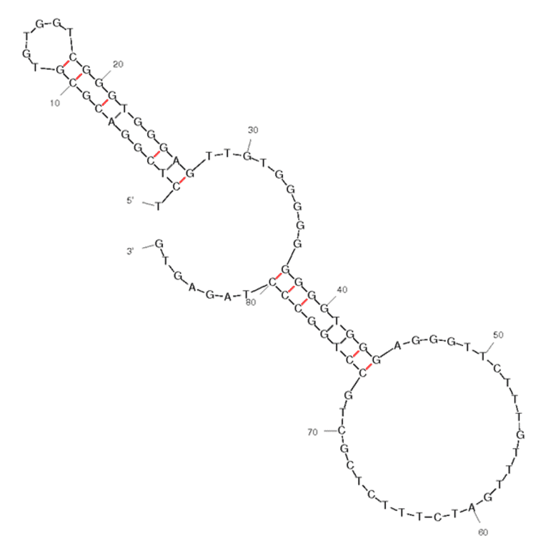 Secondary Structure - Anti-Anterior Gradient 2 Aptamer (Biotin) (A320968) - Antibodies.com