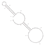 Secondary Structure - Anti-Anterior Gradient 2 Aptamer (Biotin) (A320968) - Antibodies.com