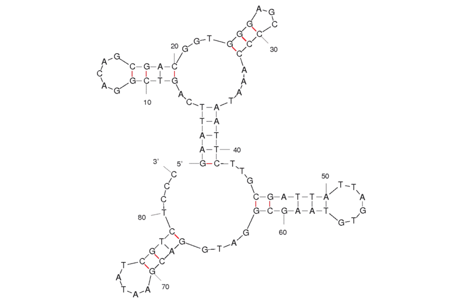Secondary Structure - Anti-Glioblastoma Cells Aptamer [GBM128] (Biotin) (A320969) - Antibodies.com