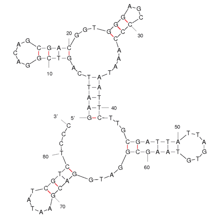 Secondary Structure - Anti-Glioblastoma Cells Aptamer [GBM128] (Biotin) (A320969) - Antibodies.com