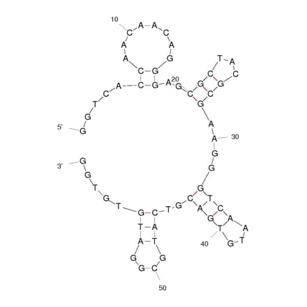 Secondary Structure - Anti-Okadaic Acid Aptamer [OA-34] (Biotin) (A320971) - Antibodies.com