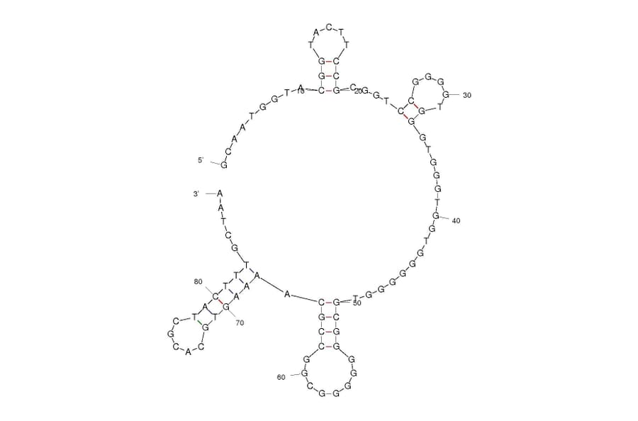 Secondary Structure - Anti-Influenza A Virus NS1 Aptamer (Biotin) (A320972) - Antibodies.com