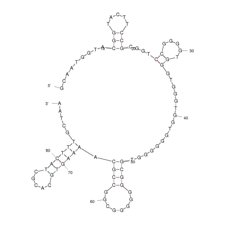 Secondary Structure - Anti-Influenza A Virus NS1 Aptamer (Biotin) (A320972) - Antibodies.com