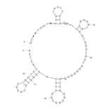 Secondary Structure - Anti-Influenza A Virus NS1 Aptamer (Biotin) (A320972) - Antibodies.com